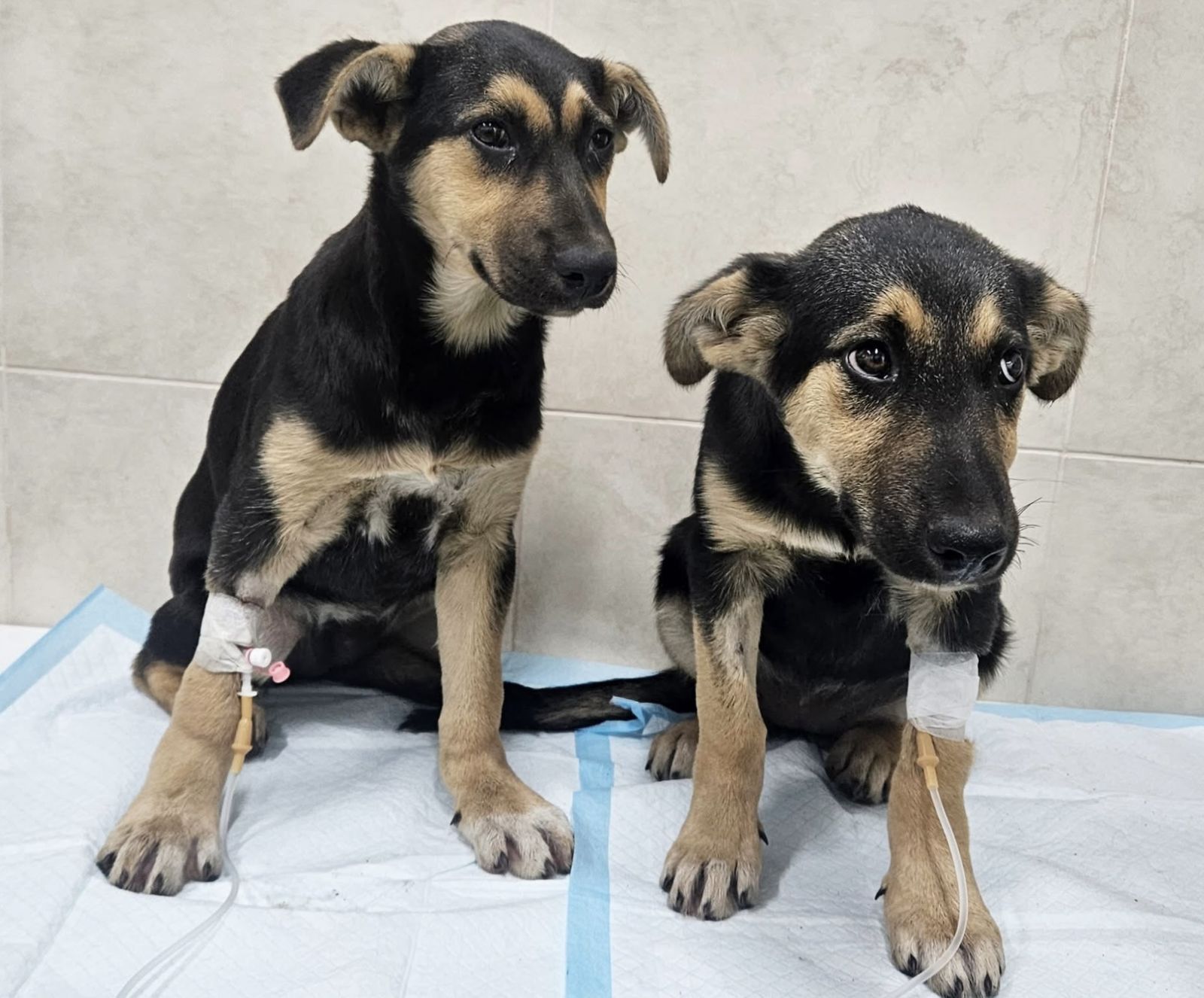 МИ ВІДПОВІДАЛЬНІ ЗА ТИХ, ХТО НАМ ДОВІРЯЄ